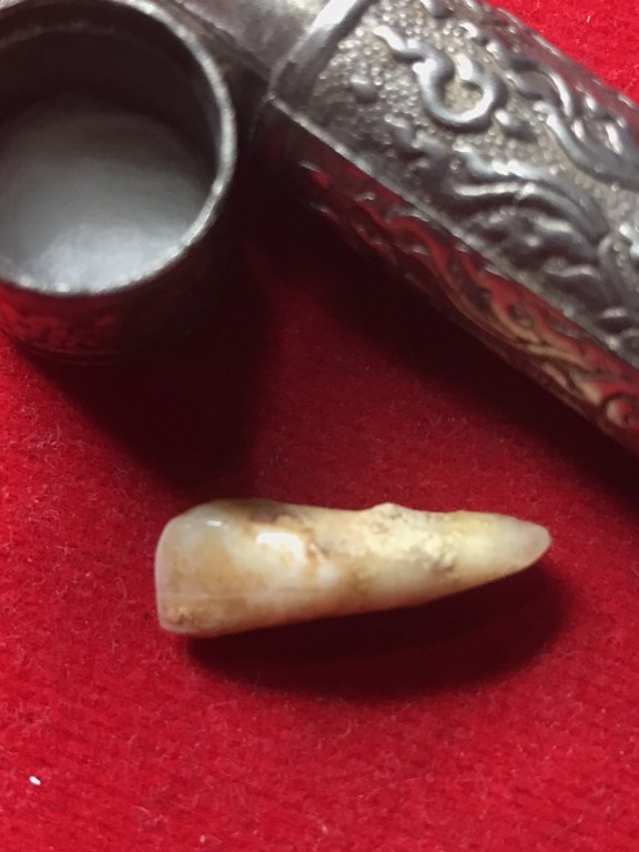 พระทันตธาตุ หลวงพ่อทวีป วัดจันทาราม จ.กำแพงเพชร ได้มาจากคุณวินัย อดีตนายอำเภอ หลายพื้นที่ คุณวินัย ได้รับพระทันตธาตุมาจากเพื่อนของท่านชื่อคุณ ประวิทย์ เคยรับราชการ จ.เแพร่ คุณประวิทย์เป็นศิษย์หลวงพ่อทวีป และมอบแบ่งปันพระทันตธาตุให้คุณวินัยบูชา