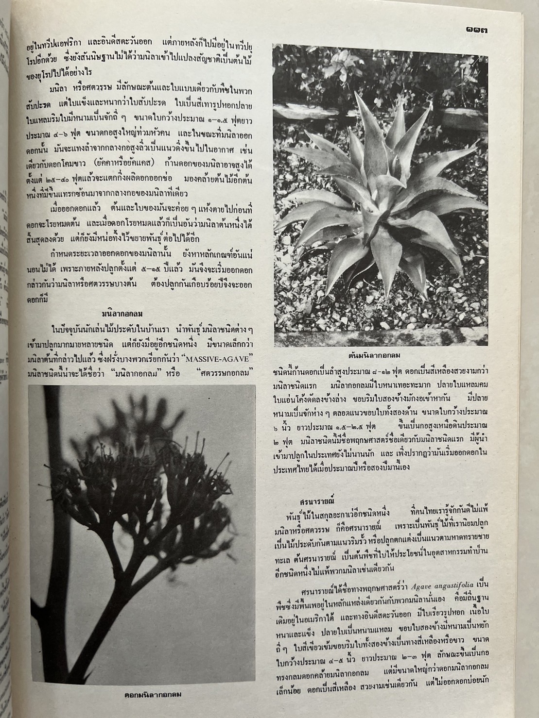 ธรรมชาติศึกษา : ฉบับแนะนำไม้ใบ-ไม้ประดับของไทยและเทศ (ชุดที่ 1 เล่มที่ 2 ลำดับที่ 2 ปี 2521).