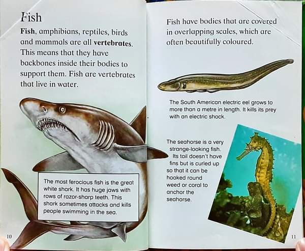 หนังสือนิทานเด็ก ภาษาอังกฤษ ปกแข็ง 🍅🍓Animals/Used สภาพ 80-90%