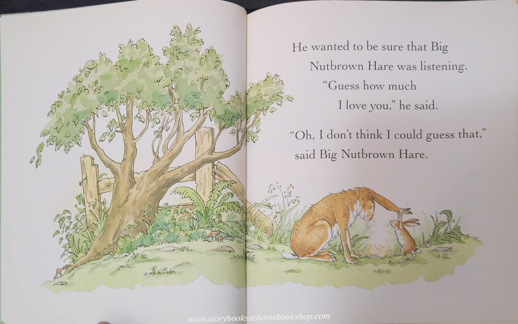 หนังสือนิทานปกแข็ง** 🍅 🍅GUESS HOW MUCH I LOVE YOU BY SAM McBrantney