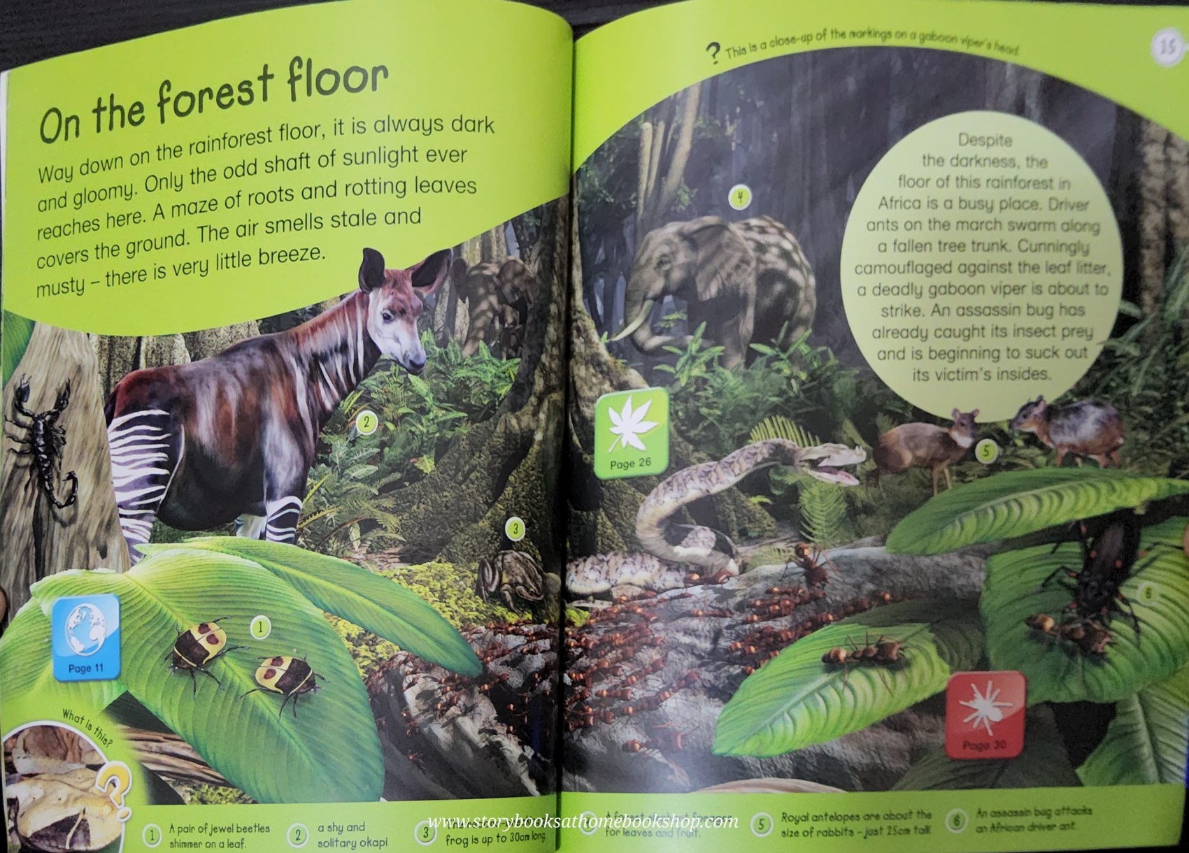 KNOWLEDGE BOOK** ð
ð
EXPLORERS RAINFORESTS