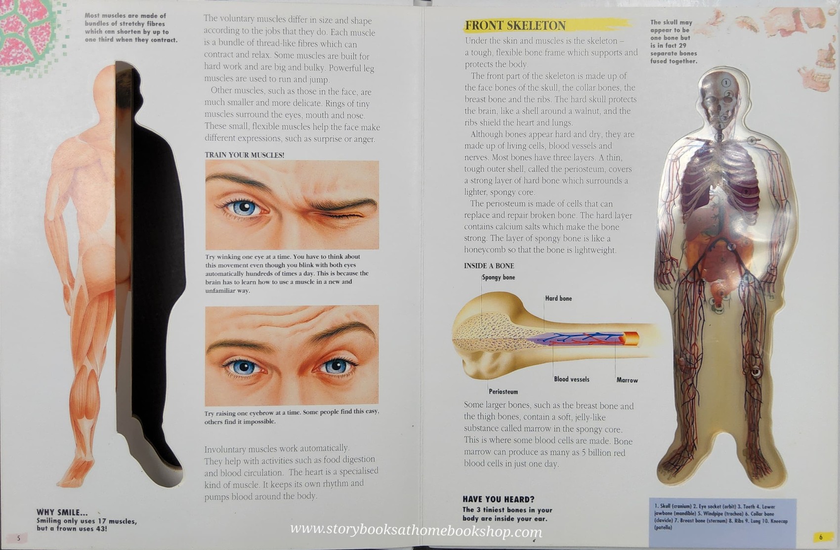 SPECIAL BOOK++ **KNOWLEDGE Book** 🍅🍓THE HUMAN BODY: A FASCINATING SEE-THROUGH VIEW OF HOW OUR BODIES WORK