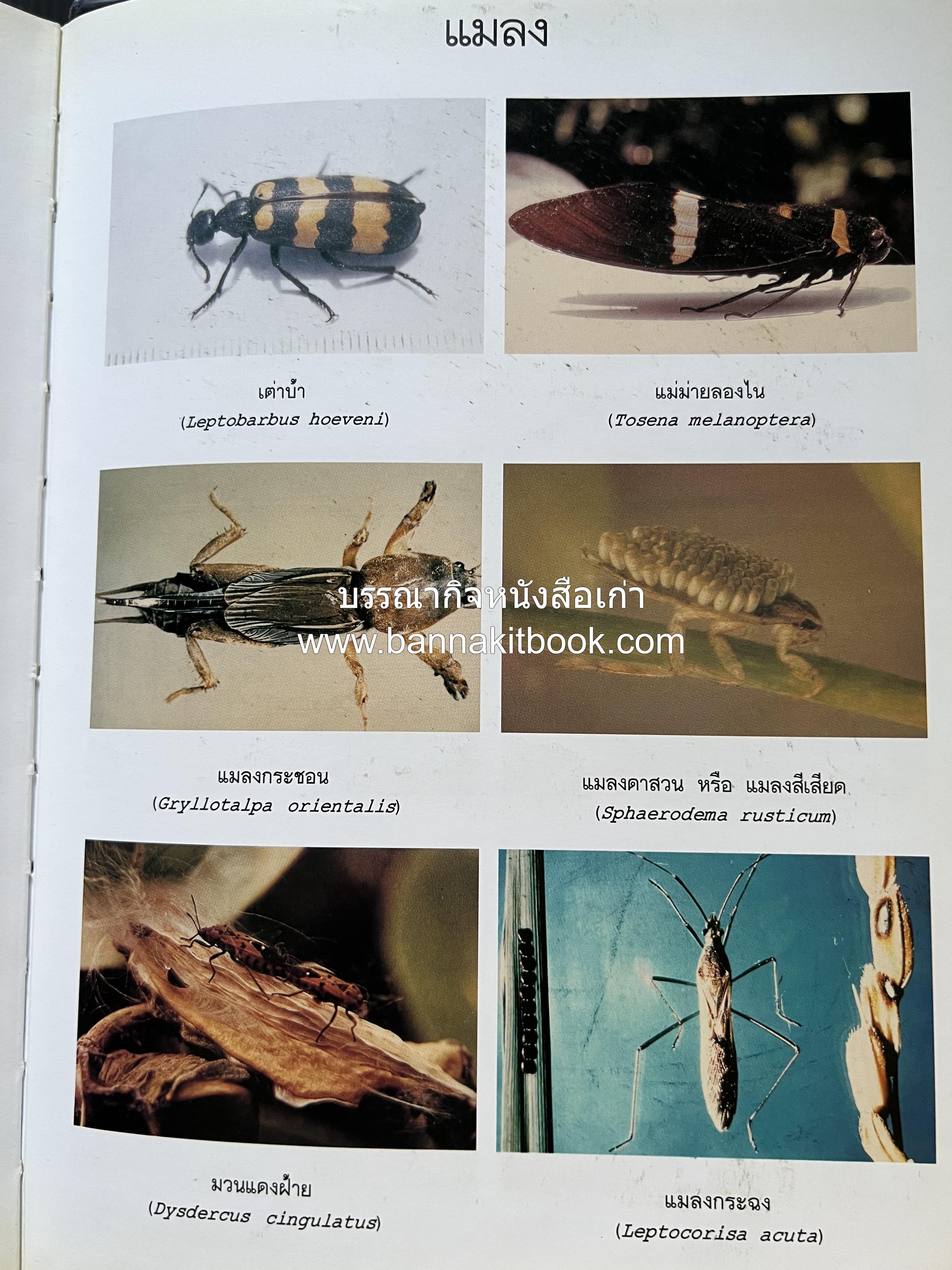 พจนานุกรม ฉบับราชบัณฑิตยสถาน พ.ศ. 2554 โดย : ราชบัณฑิตยสถาน.