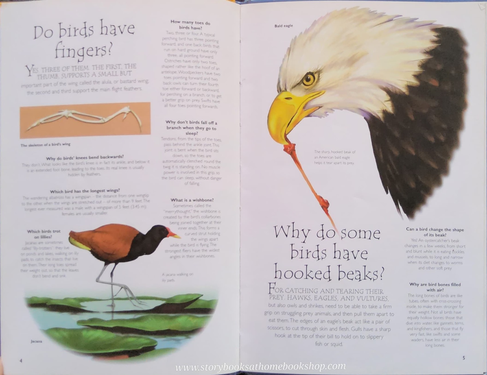 KNOWLEDGE BOOK** ♥️♥️QUESTIONS AND ANSWERS BIRDS