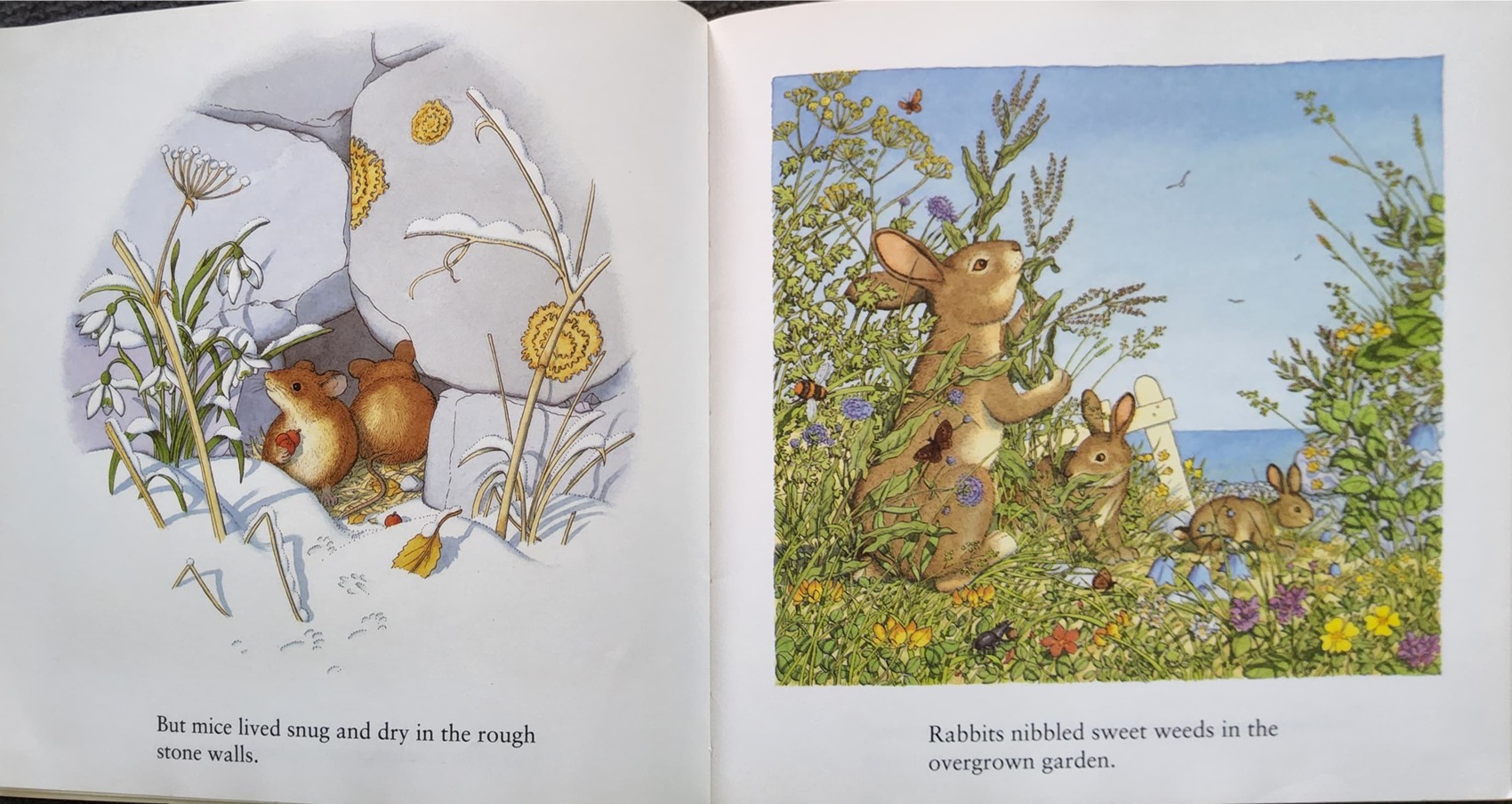 หนังสือนิทานปกอ่อน** 🍅THE LITTLE HOUSE BY THE SEA BY BENEDICT BLATHWAYT