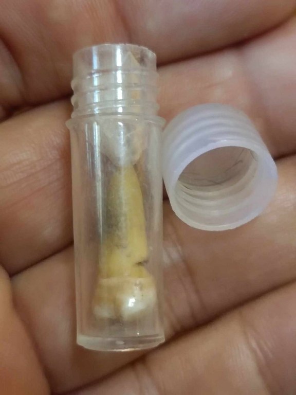 พระทันตธาตุ ครูบาคำมูล วัดศรีมงคล อ.แม่ทา จ.ลำพูน ได้มาจากปลัดประดิษฐ์ อายุ 63 ปี (บันทึก พ.ศ.2567) เคยเป็นปลัดฯ นายอำเภอ หลายพื้นที่ในจ.ลำพูน ปัจจุบันนี้อาศัยอยู่ อ.ป่าซาง ปลัดท่านได้มาจากลูกศิษย์ฯ ครูบาคำมูล ชื่อคุณต้อม เมื่อปี 2550