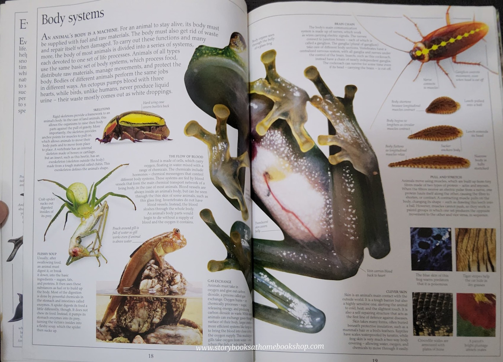 Knowledge Book** 🍅🍓DK Eyewitness ANIMAL