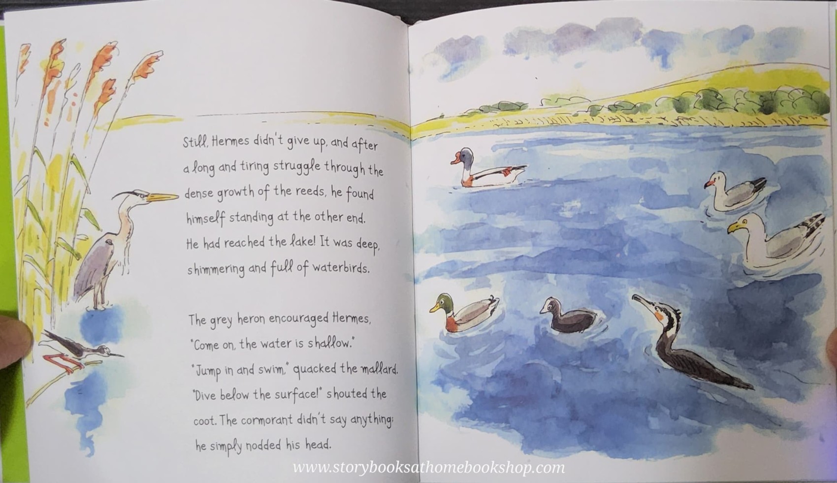 หนังสือนิทานปกแข็ง** 🍅🍅HERMES THE BLACK-WINGED STILT