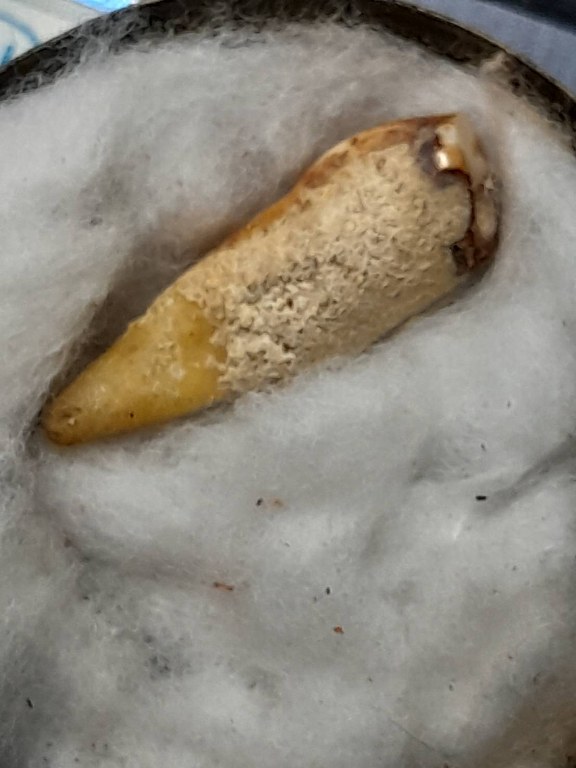 พระทันตธาตุ ครูบาอินตา วัดกู่คำ จ.ลำปาง ได้มาจากพ่อหนานชัย อายุ 75 ปี ปัจจุบันยังมีชีวิตอยู่ (บันทึก พ.ศ.2567) หากว่างจากรับใช้ครูบาอินตา ลุงหนานชัยก็จะไปขายล็อตเตอรี่ ใน อ.เมือง จ.ลำปาง ท่านได้พระทันตธาตุครูบาอินตามาเมื่อปี 2557