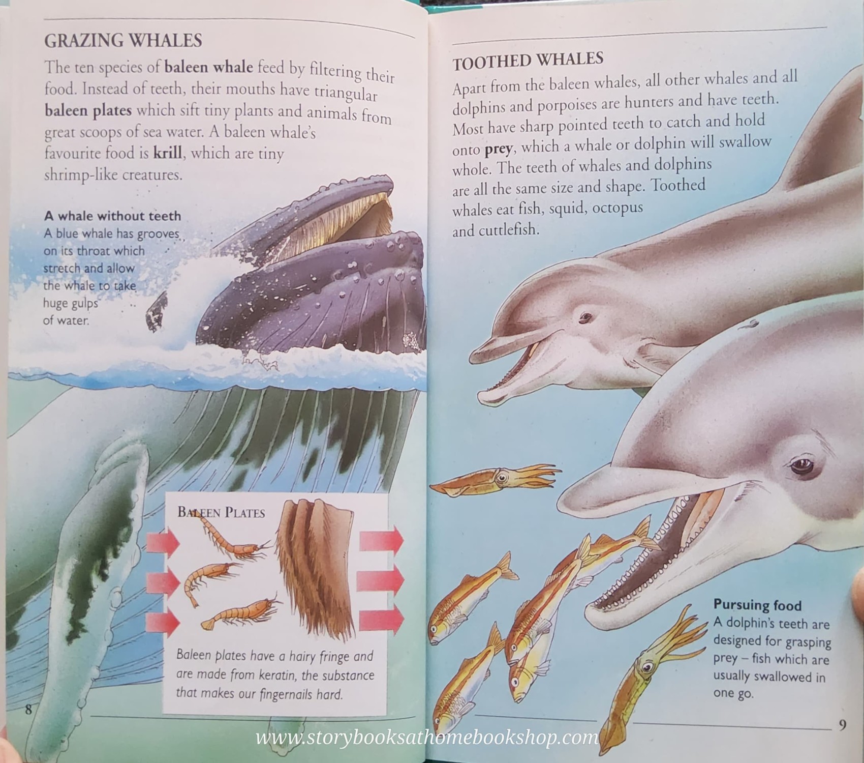 KNOWLEDGE BOOK** ♥️♥️WHALES AND DOPHINS (WITH FOLDOUT BLUE WHALE)