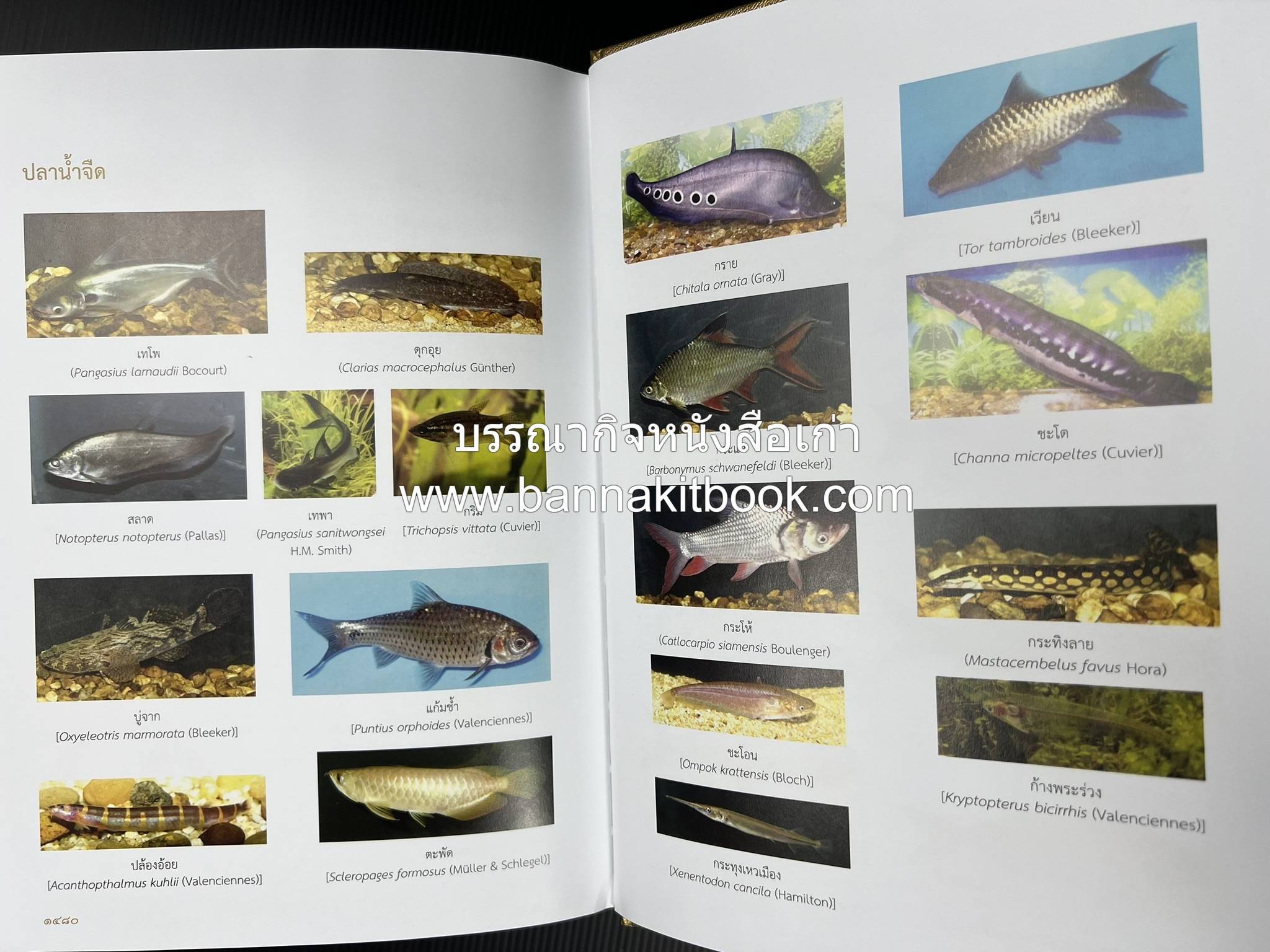 พจนานุกรม ฉบับราชบัณฑิตยสถาน พ.ศ. 2554 โดย : ราชบัณฑิตยสถาน.