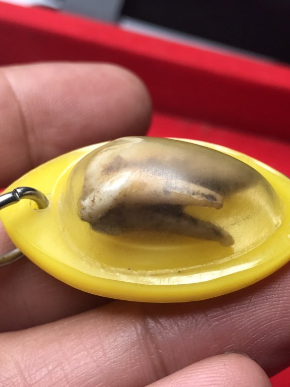 พระทันตธาตุครูบาพรรณ วัดพระพุทธบาทห้วยต้ม ได้มาจากชาวกะเหรี่ยงชื่อ โจ้ อายุ 48 ปี เคยรับใช้ครูบาวงศ์ และครูบาพรรณ เป็นเลขาทางวัดห้วยต้มด้วย ท่านได้มาจากครูบาพรรณเมื่อตอนปี 2553 ครูบาพรรณมีสิริอายุ 83 ปี เมื่อครั้งที่ครูบาพรรณไปถอนฟันที่โรงพยาบาลลี้