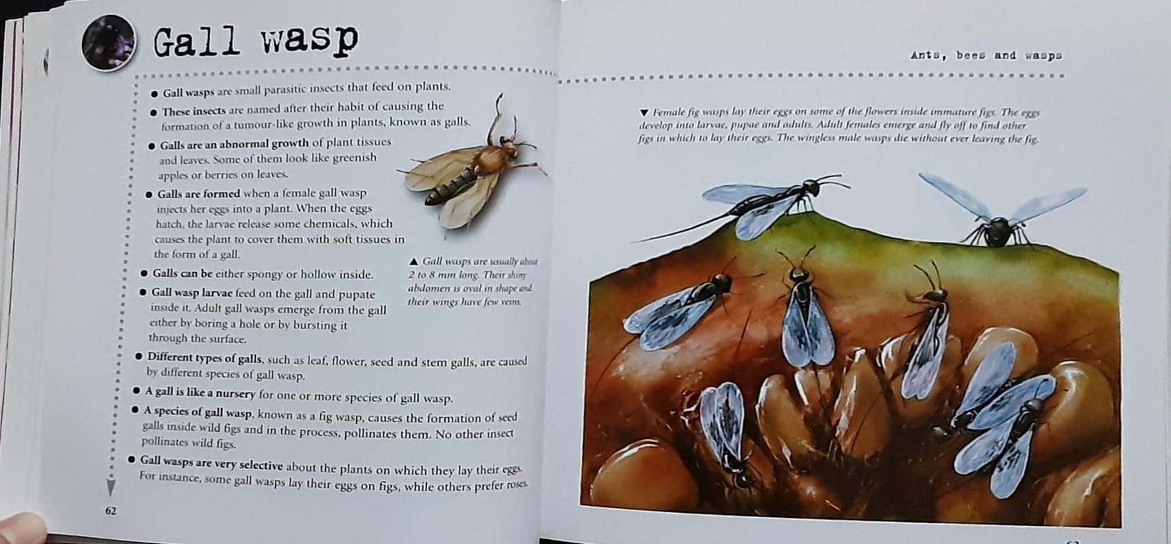 KNOWLEDGE BOOK 🍓🍓 INSECTS 1000 FACTS