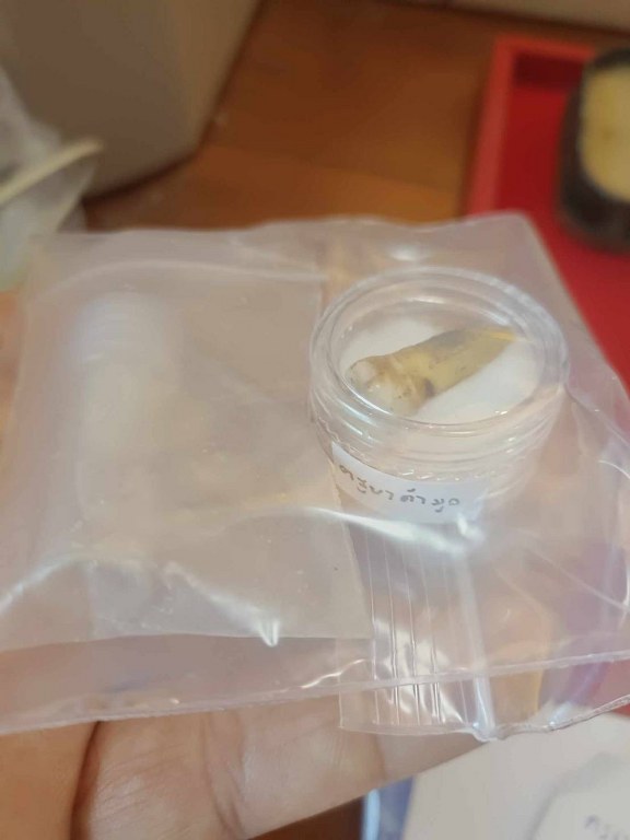 พระทันตธาตุ ครูบาคำมูล วัดศรีมงคล อ.แม่ทา จ.ลำพูน ได้มาจากปลัดประดิษฐ์ อายุ 63 ปี (บันทึก พ.ศ.2567) เคยเป็นปลัดฯ นายอำเภอ หลายพื้นที่ในจ.ลำพูน ปัจจุบันนี้อาศัยอยู่ อ.ป่าซาง ปลัดท่านได้มาจากลูกศิษย์ฯ ครูบาคำมูล ชื่อคุณต้อม เมื่อปี 2550