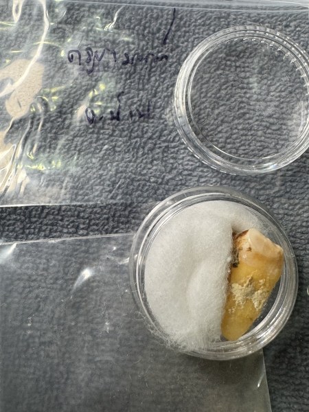 พระทันตธาตุ ครูบามนต์ วัดพระธาตุช้างค้ำ อ.เมือง จ.น่าน มาจากคุณปู่เสน่ห์ อายุ 83 ปี อดีตรับราชการครู เป็นครู และเป็น ผ.อ. ในโรงเรียนหลายจังหวัดในภาคเหนือ ปลดเกษียณมาแล้ว 23 ปี (บันทึก 2567) ปัจจุบันนี้เป็นนักสะสมของเก่า และทำ resort ในจังหวัดแพร่