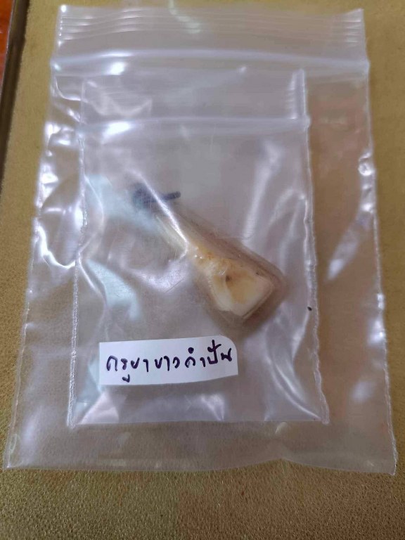 พระทันตธาตุ ครูบาขาวคำปัน วัดผาหนาม ท่านมรณภาพวัดพระธาตุหัวขัว ได้จากพ่อหนานชัยเดช ท่านเป็นคนทุ่งหัวช้าง จ.ลำพูน พ่อหนานชัยเดช ท่านได้รับพระทันตธาตุนี้มา ปี 2538 หลังจากครูบาขาวคำปันมรณภาพ พ่อหนานชัยเดชก็กลับมาอยู่บ้าน อ.ทุ่งหัวช้างจนเสียชีวิตเมื่อ