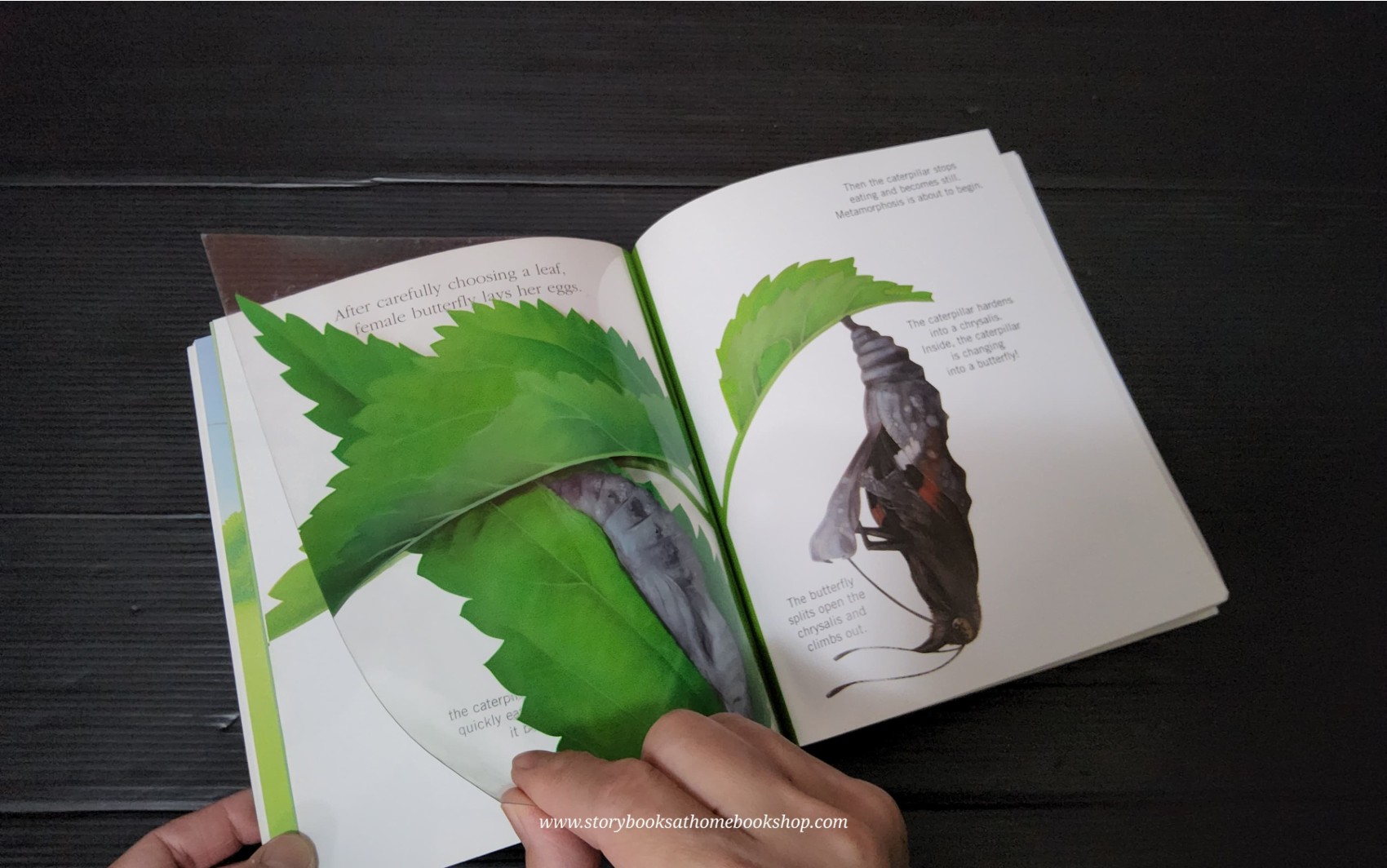 KNOWLEDGE BOOK WITH FEATURES TRANSPARENT PAGES** ð
ðBUTTERFLIES A FIRST DISCOVERY BOOK
