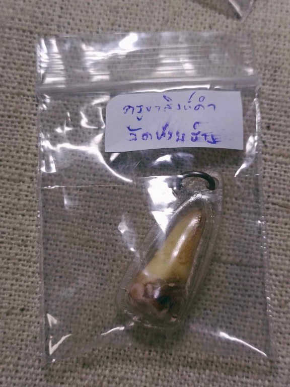 พระทันตธาตุ ครูบาสิงห็คำ วัดห้วยฮ่าง อ.แม่แตง จ.เชียงใหม่ ท่านมรณะภาพเมื่อปี 2555 อายุ 95 ปี ได้มาจากครูชาติชาย อดีตท่านเคยสอนอยู่ที่วิทยาลัยฝาง อ.ฝาง จ.เชียงใหม่ ครูชาติชาย ท่านอายุ 63 ปี เป็นคนบ้านห้วยฮ่าง ได้รับพระทันตธาตุนี้มาเมื่อปี 2551