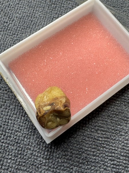 พระทันตธาตุครูบาชิมะระ วัดเวฬุวันองค์นี้ ลุงอำนาจ อายุ 72 ปี ซึ่งมีอาชีพขายข้าวใน อ.ฝาง และ อ.เชียงดาว ได้รู้จักกับพ่อหนานพร อายุ 78 ปี อาชีพเป็นหมอยาแผนโบราณใน อ.เชียงดาว เป็นศิษย์ครูบาวิมะละ ลุงอำนาจได้รับพระทันตธาตุมาจากพ่อหนานพร ในปี 2564