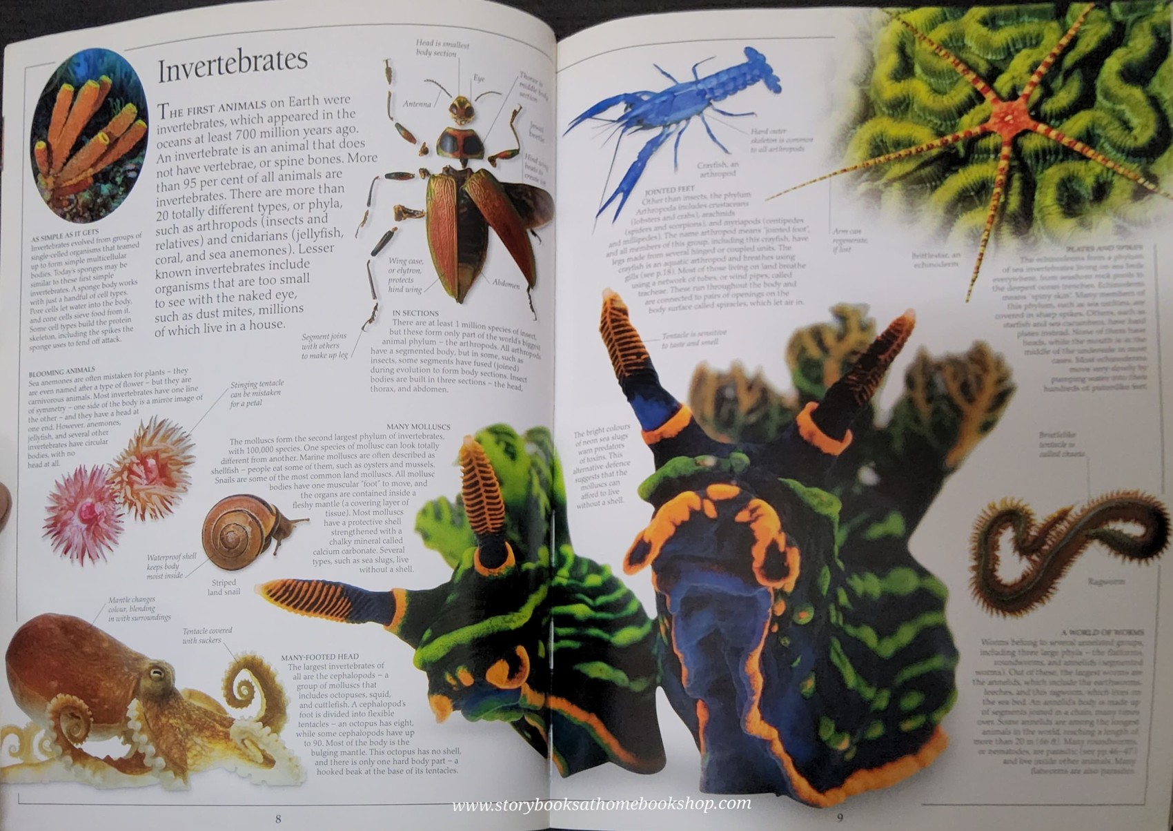 Knowledge Book** 🍅🍓DK Eyewitness ANIMAL