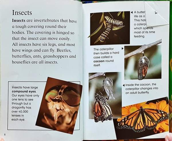 หนังสือนิทานเด็ก ภาษาอังกฤษ ปกแข็ง 🍅🍓Animals/Used สภาพ 80-90%