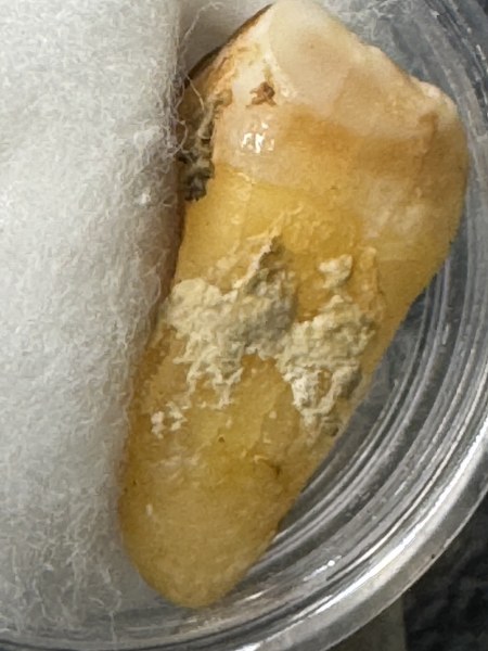 พระทันตธาตุ ครูบามนต์ วัดพระธาตุช้างค้ำ อ.เมือง จ.น่าน มาจากคุณปู่เสน่ห์ อายุ 83 ปี อดีตรับราชการครู เป็นครู และเป็น ผ.อ. ในโรงเรียนหลายจังหวัดในภาคเหนือ ปลดเกษียณมาแล้ว 23 ปี (บันทึก 2567) ปัจจุบันนี้เป็นนักสะสมของเก่า และทำ resort ในจังหวัดแพร่