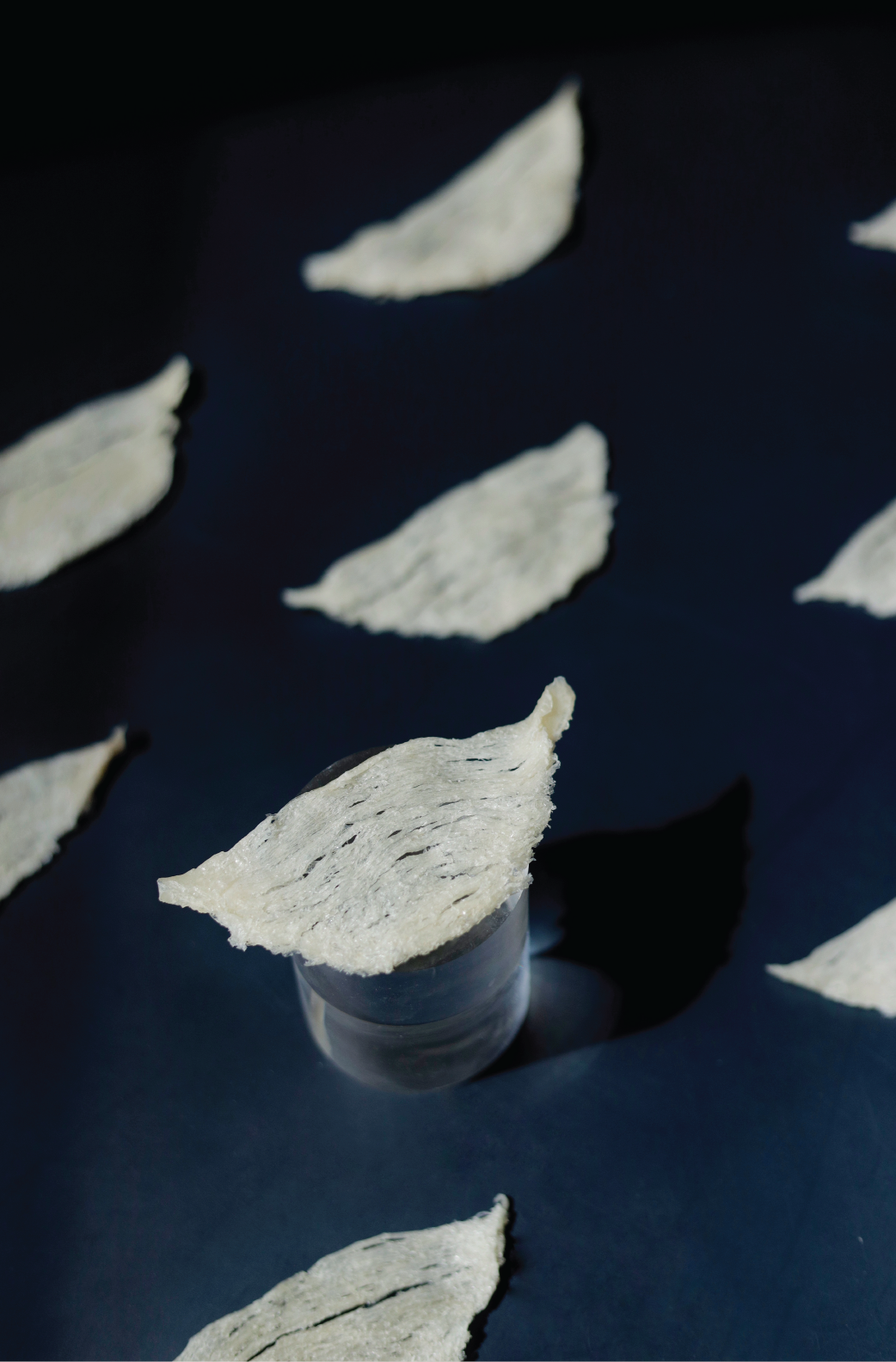 รังนกปลาหมึก รักนกแท้ รังนกแห้ง รังนกทำความสะอาดเสร็จ พร้อมปรุง