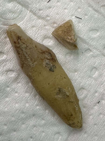 พระทันตธาตุ หลวงปู่บุญ วัดนำ้ใส จ. อุตรดิตถ์ ผมได้พระทันตธาตุครูบาต่าง ๆ มาจากคุณปู่เสน่ห์ อายุ 83 ปี อดีตรับราชการครู เป็นครู และเป็น ผ.อ. ในโรงเรียนหลายจังหวัดในภาคเหนือตอนล่าง และตอนบน ปลดเกษียณมาแล้ว 23 ปี (บันทึก พ.ศ. 2567)