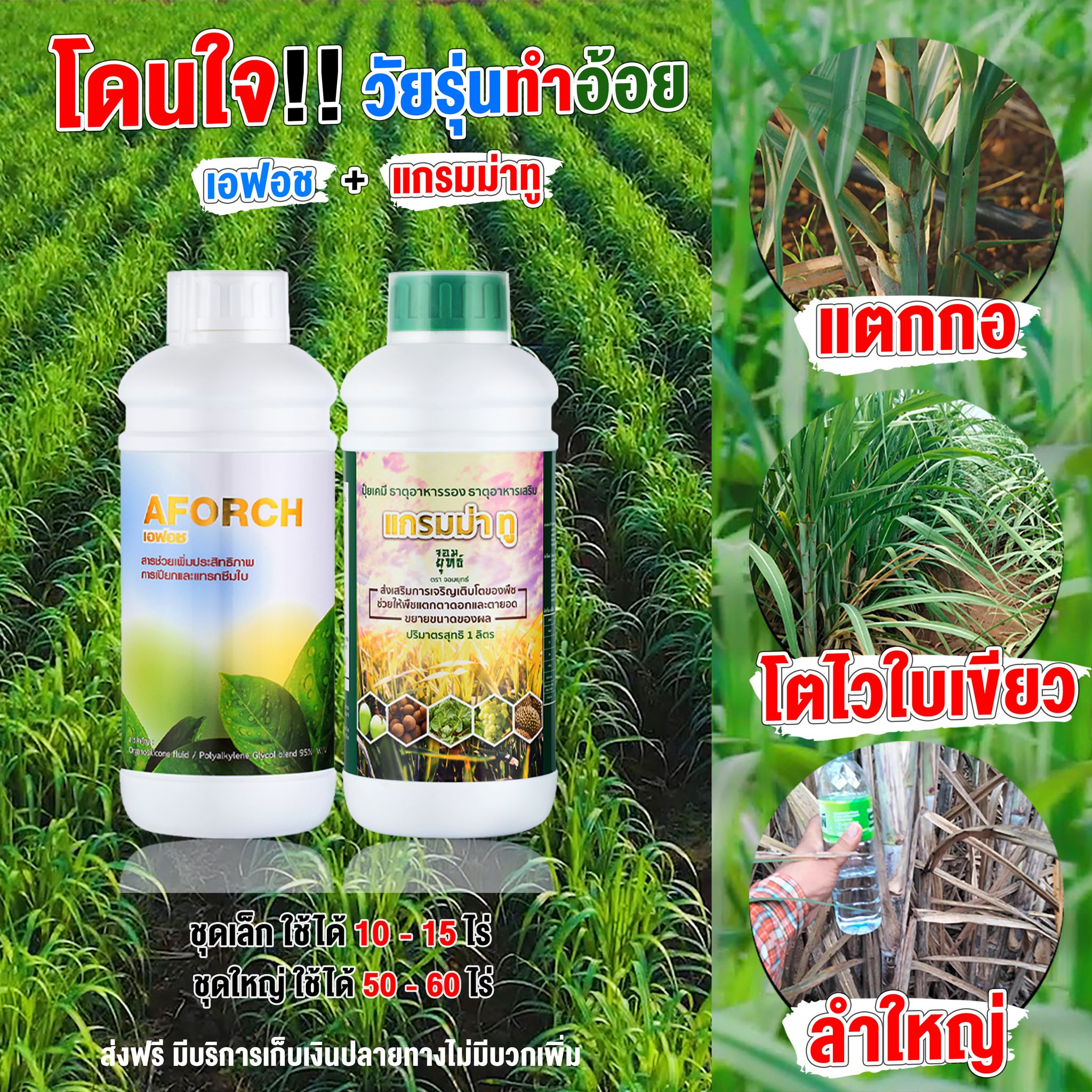 เอฟอช AFORCH พืชโตไว ใบเขียว เร่งดอก เร่งผล เพิ่มผลผลิต เอฟอช + ปุ๋ยน้ำแกรมม่าทู