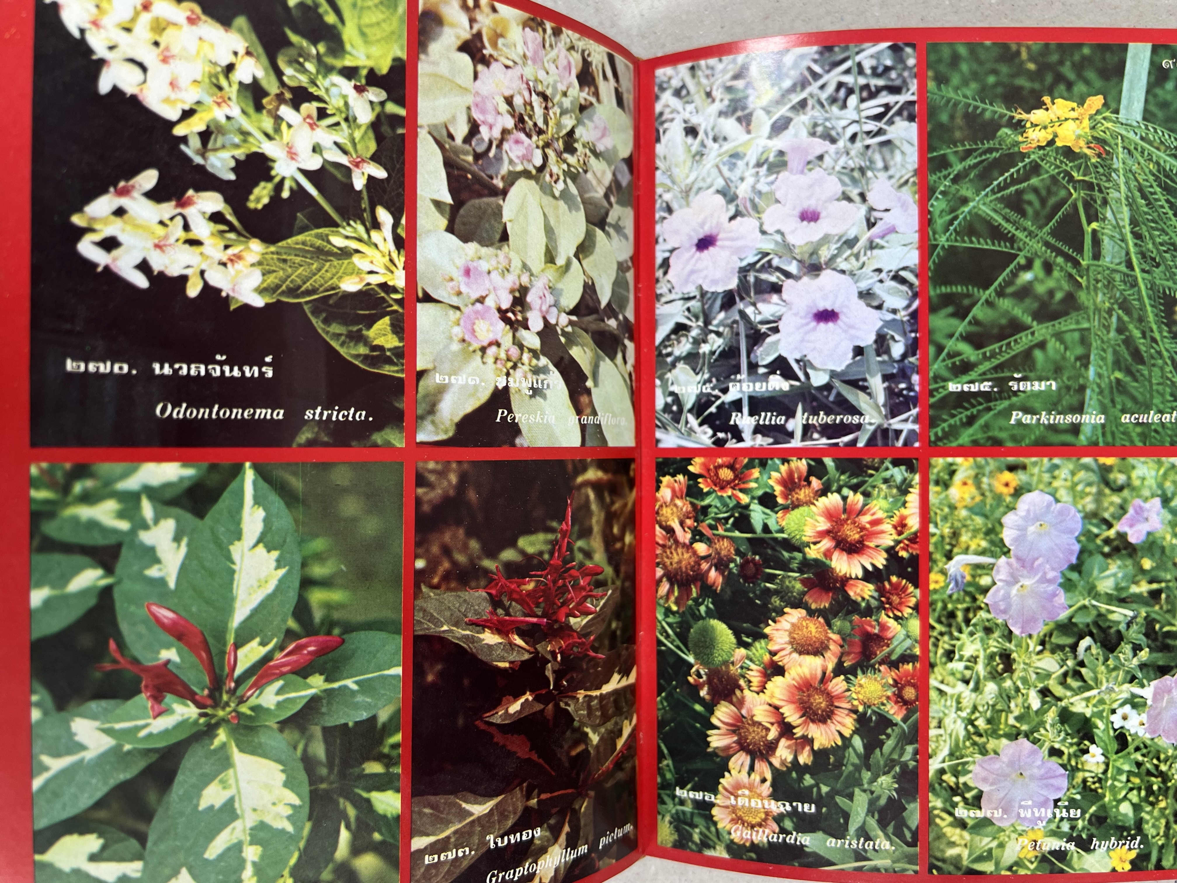 ดอกไม้เมืองไทย ชุดที่ 1-2 : คู่มือรู้จักดอกไม้โดยละเอียด พร้อมภาพสี 140 ภาพ โดย : วิชัย อภัยสุวรรณ (2 เล่มชุด).