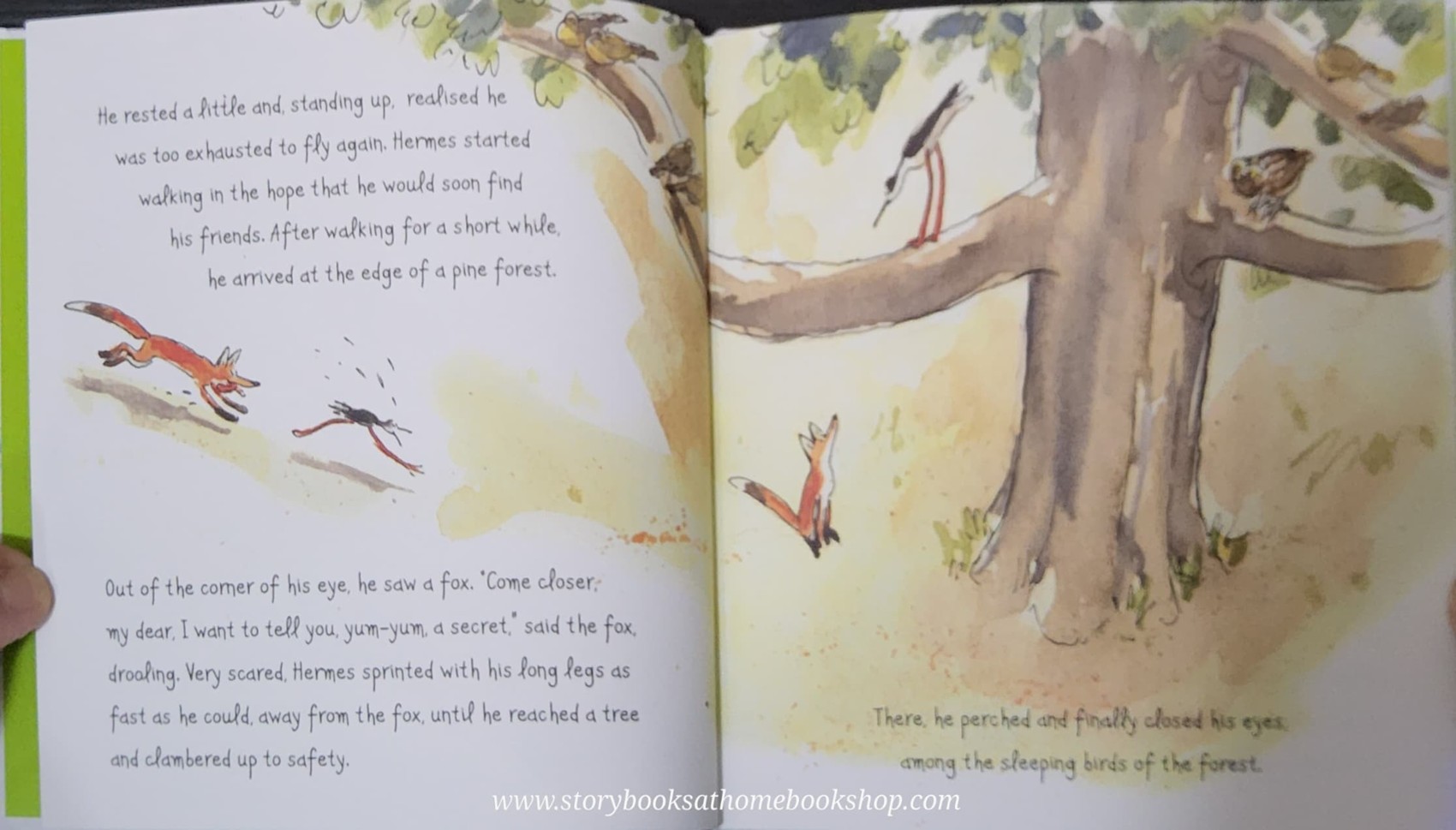 หนังสือนิทานปกแข็ง** 🍅🍅HERMES THE BLACK-WINGED STILT