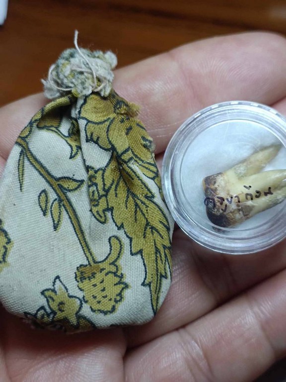 พระทันตธาตุครูบาก้อน วัดแม่พริกบน อ.แม่พริก จ.ลำปาง ได้มาจากหนานกุ้ง ลูกพ่อหนานหล้า พ่อหนานหล้าเคยบวชที่วัดแม่พริก ตั้งแต่ปี 2510- 2532 เมื่อสึกออกมาก็ทำสวน ค้าข้าวสารใน ต.แม่พริก อายุ 78 ปี ส่วนหนานกุ้งผู้เป็นลูกชายอายุ 37 ปี ได้มาเมื่อราว ๆ ปี 2530