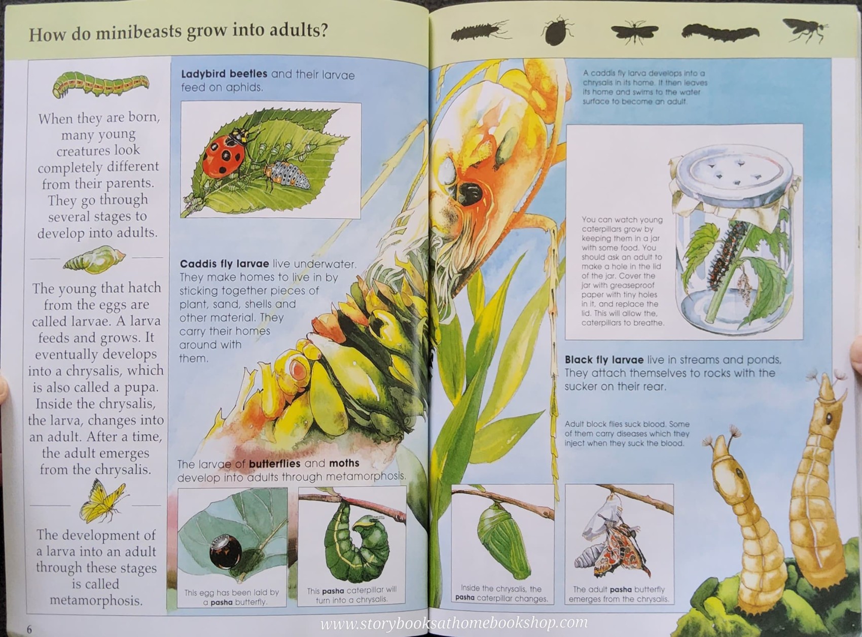 KNOWLEDGE BOOK** ♥️♥️KNOWLEDGE MASTERS MINIBEASTS♥️