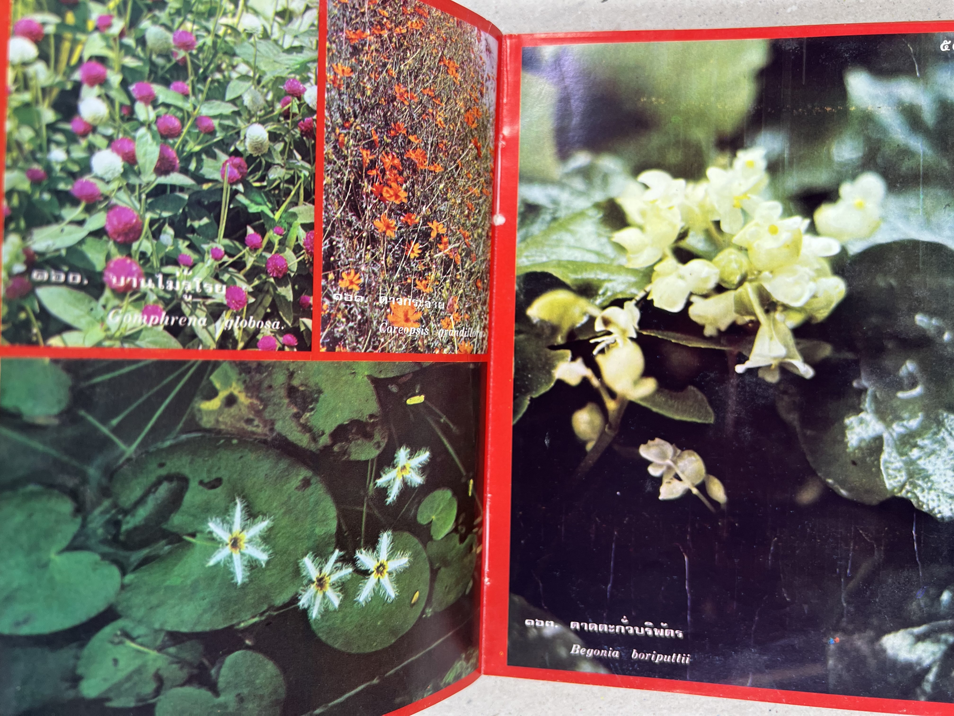 ดอกไม้เมืองไทย ชุดที่ 1-2 : คู่มือรู้จักดอกไม้โดยละเอียด พร้อมภาพสี 140 ภาพ โดย : วิชัย อภัยสุวรรณ (2 เล่มชุด).