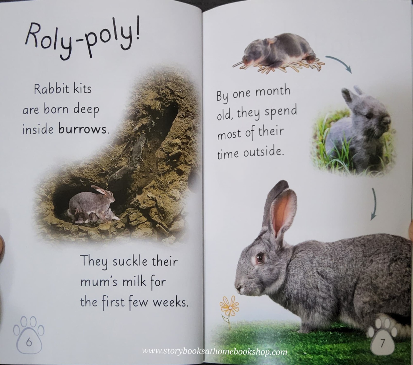 หนังสือนิทานปกอ่อน** 🍅🍓DK LEVEL2:WILD BABY ANIMALS