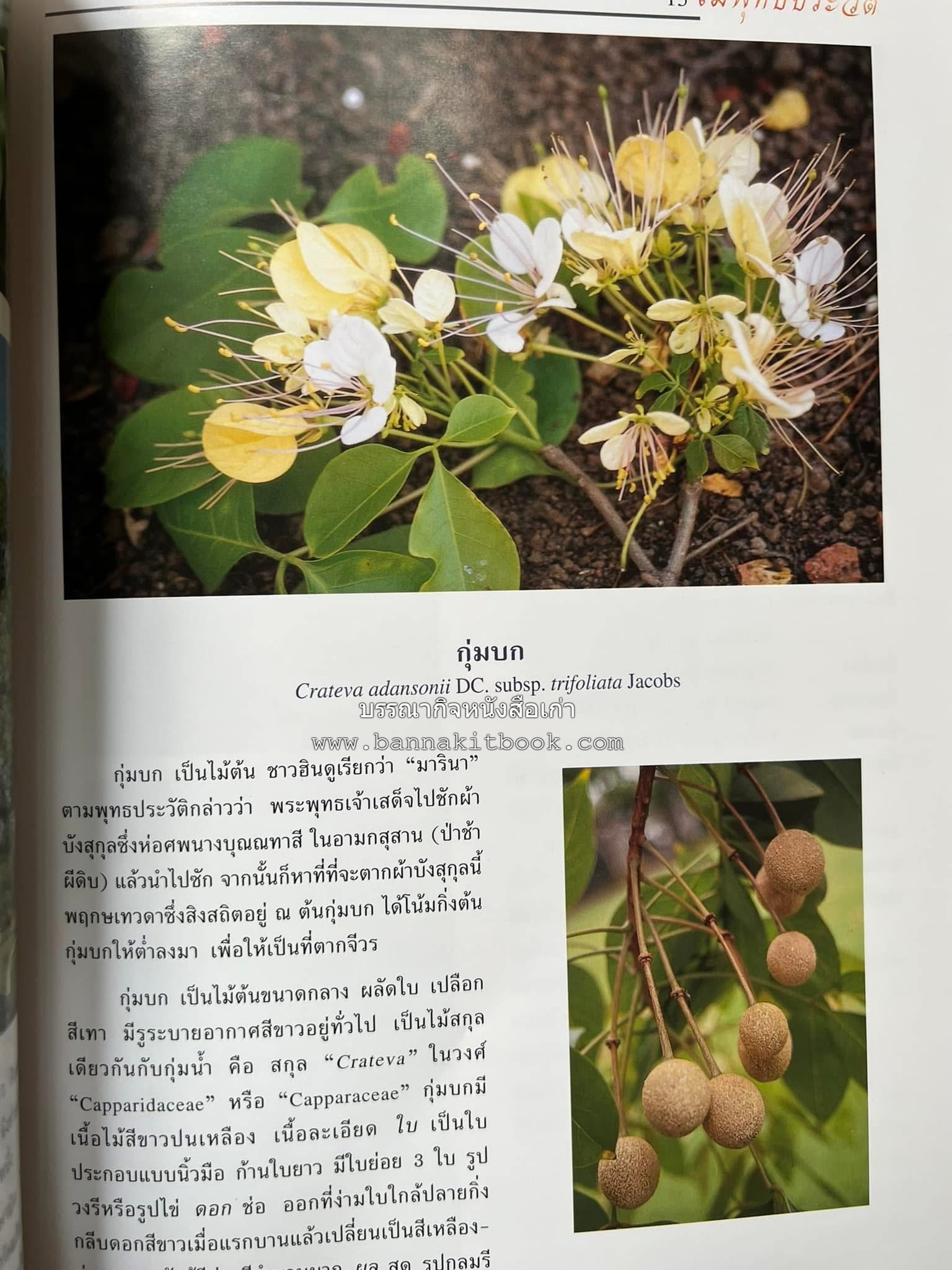 ไม้พุทธประวัติ โดย : ศาสตราจารย์กิตติคุณ ดร.พเยาว์ เหมือนวงษ์ญาติ ราชบัณฑิต ผู้เชี่ยวชาญเภสัชวิทยา และสมุนไพรไทย.