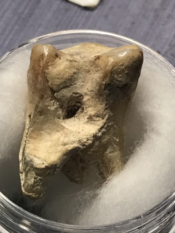 พระทันตธาตุครูบาสิงห์ทอง อินทวังโส วัดป่าบุก ต.แม่แรง อ.ป่าซาง จ,ลำพูน ได้จากหนานชัย ปัจจุบันอายุ 65 ปี (บันทึกปี 2567) ขอยของชำในตลาดสด อ.ป่าซาง เคยบวชอยู่ที่วัดป่าบุก เคยเป็นศิษย์รับใช้ครูบาสิงห์ทอง