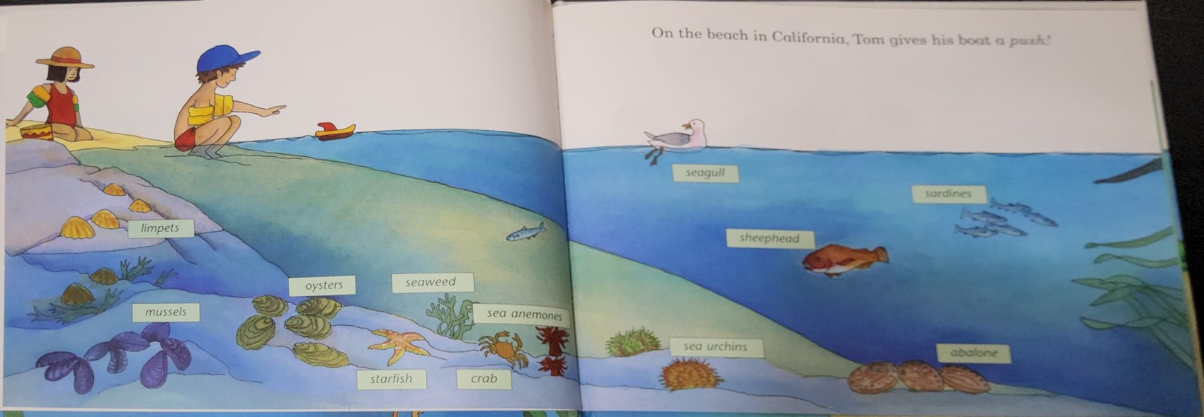 หนังสือนิทานปกแข็ง** 🍅🍓THE DEEP BLUE AN OCEAN WILDLIFE BOOK BY JAKKI WOOD