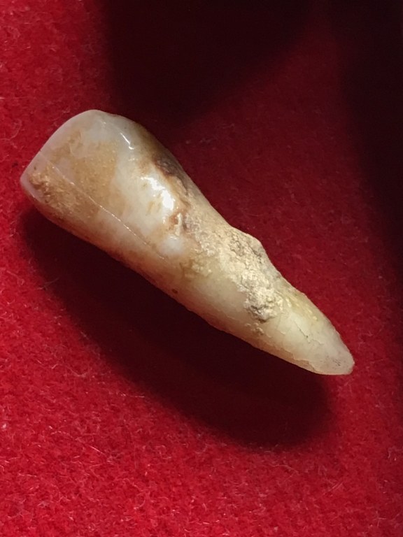 พระทันตธาตุ หลวงพ่อทวีป วัดจันทาราม จ.กำแพงเพชร ได้มาจากคุณวินัย อดีตนายอำเภอ หลายพื้นที่ คุณวินัย ได้รับพระทันตธาตุมาจากเพื่อนของท่านชื่อคุณ ประวิทย์ เคยรับราชการ จ.เแพร่ คุณประวิทย์เป็นศิษย์หลวงพ่อทวีป และมอบแบ่งปันพระทันตธาตุให้คุณวินัยบูชา