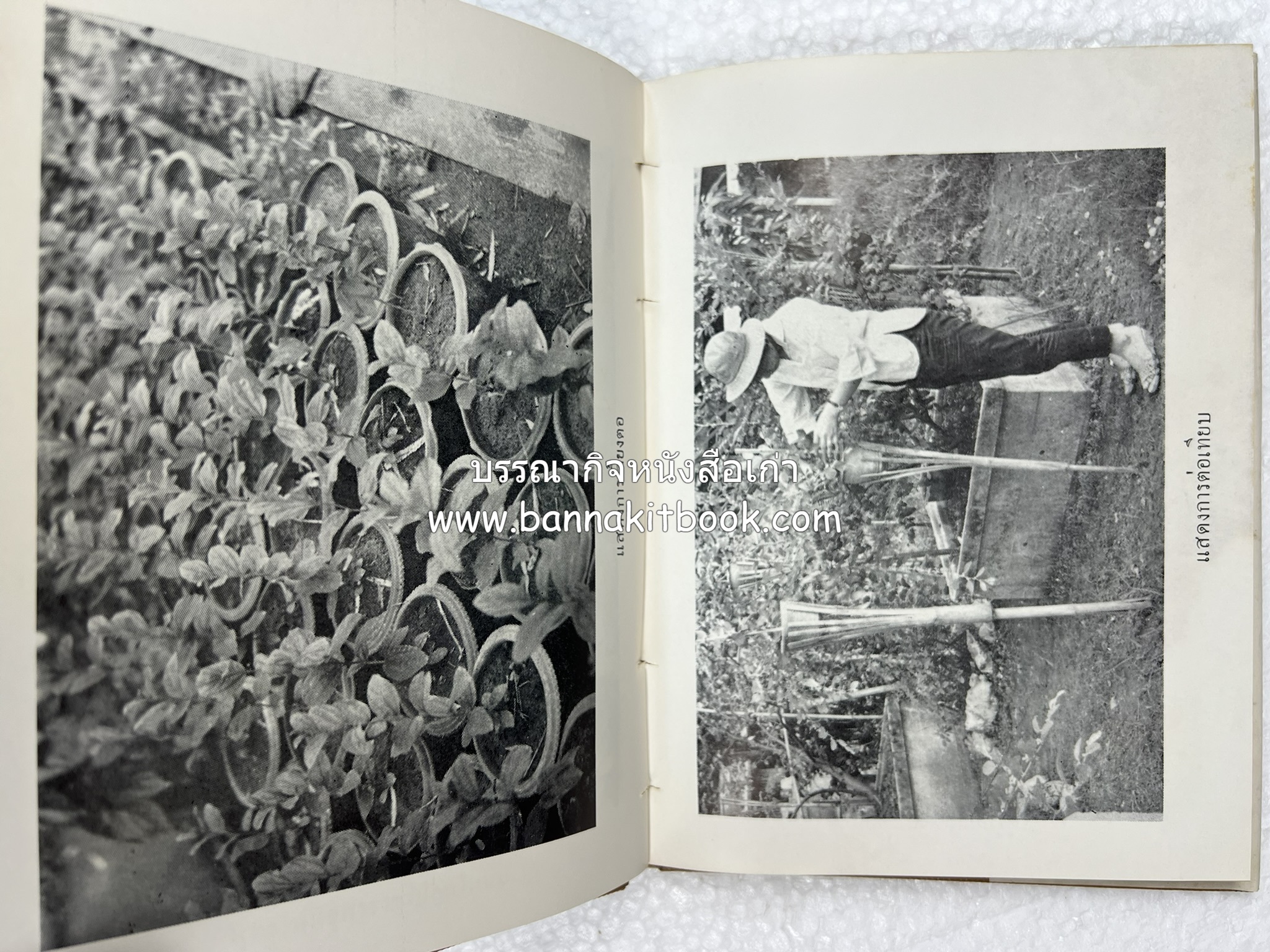 การเพาะปลูกพุทรา ตำราชุดเกษตรกรรม ของ หลวงบุเรศบำรุงการ.