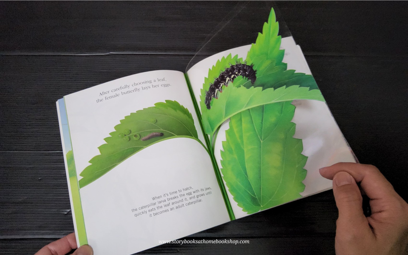 KNOWLEDGE BOOK WITH FEATURES TRANSPARENT PAGES** ð
ðBUTTERFLIES A FIRST DISCOVERY BOOK