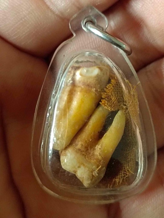 พระทันตธาตุ (คู่ ๒องค์) หลวงปู่ดอนตัน วัดดอนตัน อ.ท่าวังผา จ.น่าน ได้มาจากคุณเก่งน่าน อายุ 43 ปี (พ.ศ.2566) ทำธุรกิจร้านอาหารและร้านบูชาพระที่จังหวัดน่าน พ่อหนานน้อย ปู่ของคุณเก่งน่าน ได้รับมาจากมือหลวงปู่ด้วยตัวเอง พ่อหนานน้อยเสียชีวิตเมื่อปี ๒๕๔๘