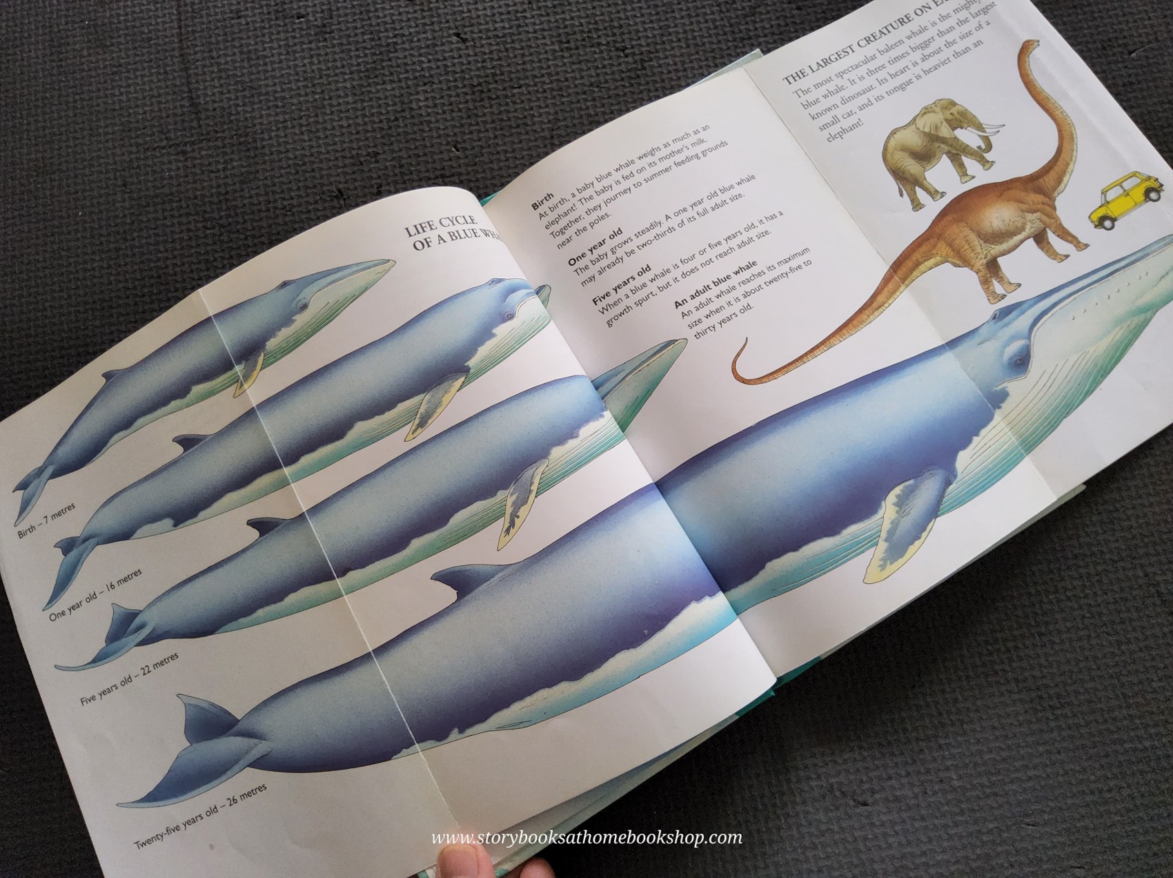 KNOWLEDGE BOOK** ♥️♥️WHALES AND DOPHINS (WITH FOLDOUT BLUE WHALE)