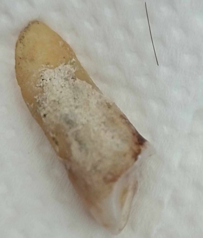 พระทันตธาตุครูบากองแก้ว วัดต้นยางหลวง จ.เชียงใหม่ ได้มาจากกำนันคำ อดีตกำนันบ้านปากกอง อ.สารภี จ.เชียงใหม่ ปัจจุบันอายุ 86 ปี (บันทึก พ.ศ.2566) กำนันคำจะมีคนคอยหาวัตถุมงคลให้ ชื่อว่าลุงสมควรปัจจุบันเสียชีวิตแล้ว ถ้ามีชีวิตอยู่น่าจะมีอายุประมาณ 70 ปี