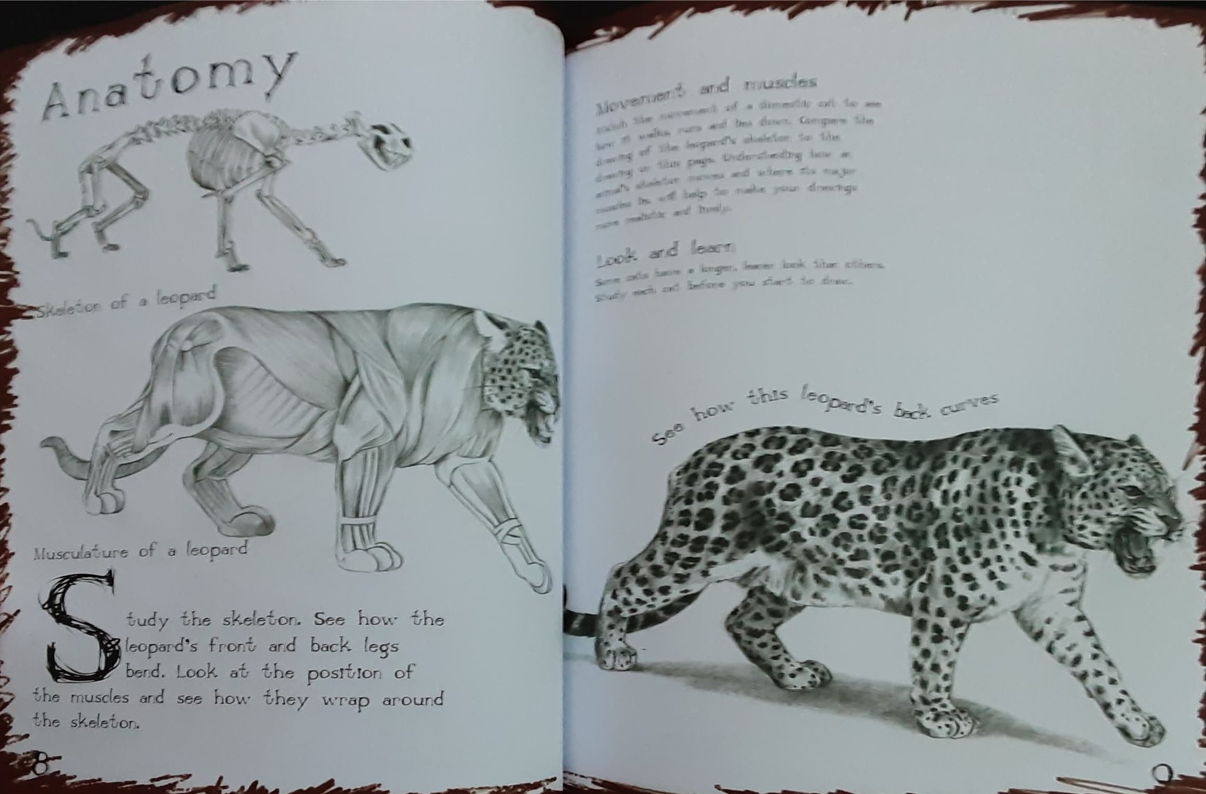 DRAWING BOOK** ð
ðHOW TO DRAW BIG CATS