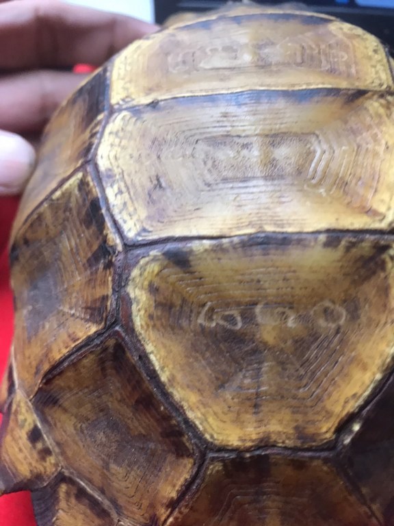 กระดองเต่า มีรอยจาร ครูบาชัยยะวงศา วัดพระพุทธบาทห้วยต้ม จ,ลำพูน ได้มาจากหนานป๋อง อายุ 64 ปี เคยบวชรับใช้ครูบาวงศ์ สึกเมื่อปี 2553 สึกออกมาเป็นฆาราวาส อาศัยอยู่ที่บ้านป่าไผ่ อ.ลี้ ได้รับของหลายชิ้นมาจากครูบาวงศ์ หลวงปู่เสกให้ในกุฏิ มอบให้หนานป๋อง