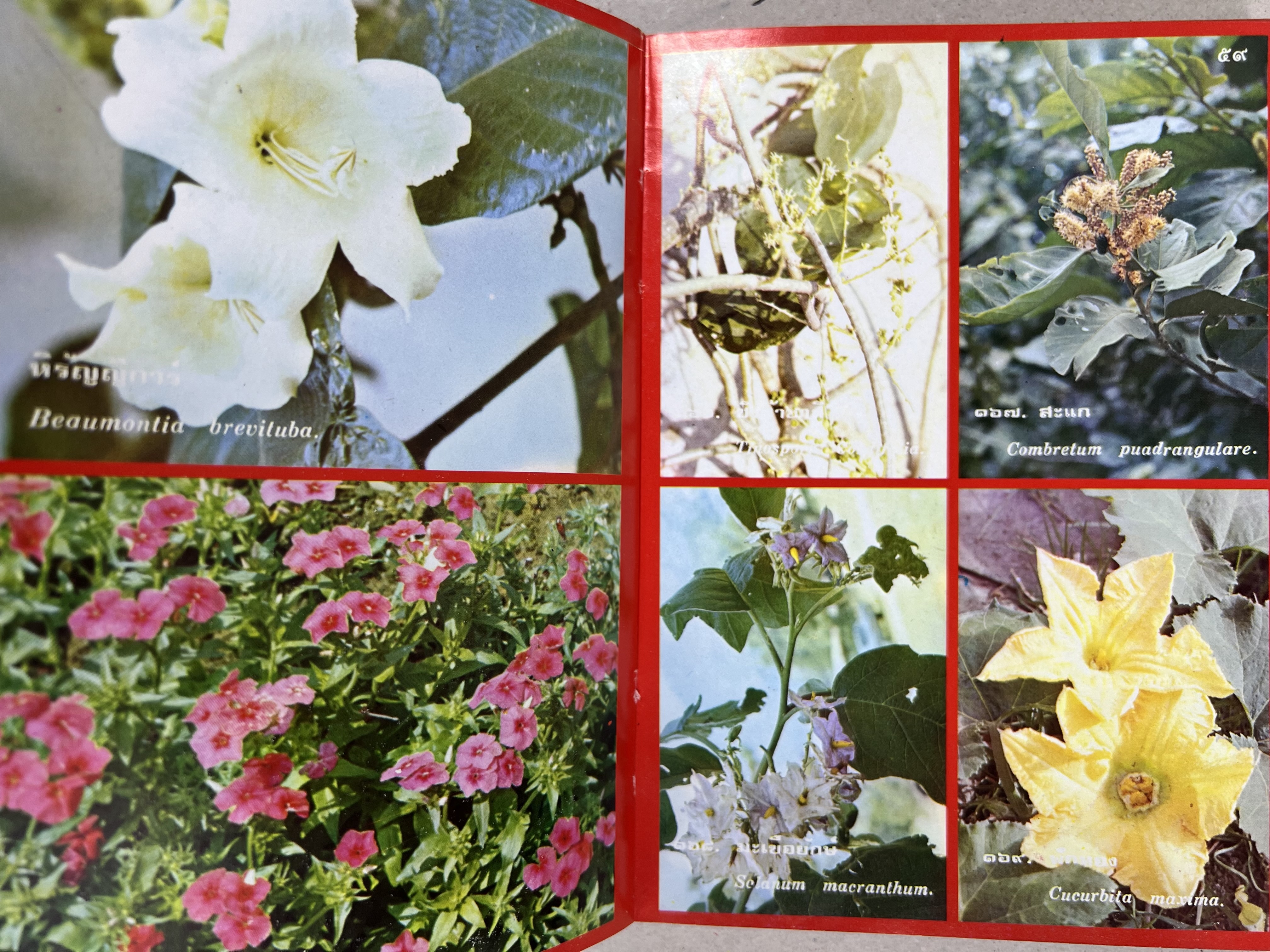 ดอกไม้เมืองไทย ชุดที่ 1-2 : คู่มือรู้จักดอกไม้โดยละเอียด พร้อมภาพสี 140 ภาพ โดย : วิชัย อภัยสุวรรณ (2 เล่มชุด).