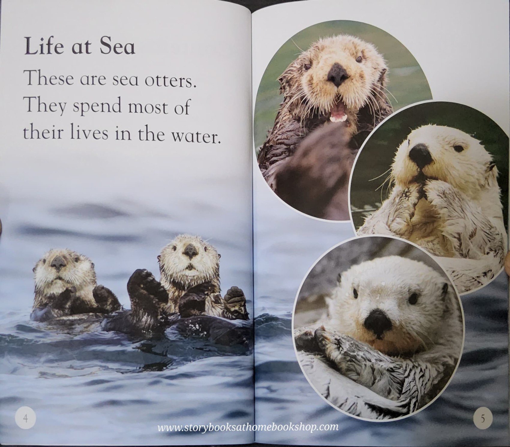 หนังสือนิทานปกอ่อน** 🍅🍓DK LEVEL1:SEA OTTERS