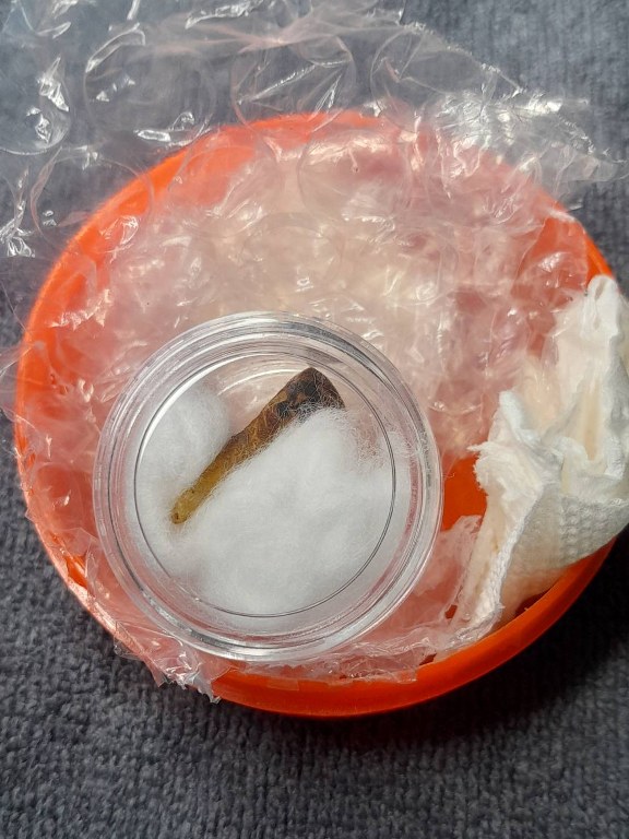 พระทันตธาตุ ครูบาบุญยืน วัดบ้านโฮ่งหลวง อ.บ้านโฮ่ง จ.ลำพูน พระทันตธาตุนี้ได้มาจากพ่อเขียว เป็นคนบ้านสันตับเต่า จ.ลำพูน พ่อเขียวอายุ 78 ปี (บันทึก พ.ศ.2567) ปัจจุบันยังมีชีวิตอยู่ ท่านเป็นกรรมการวัดบ้านโฮ่งหลวงในยุคนั้น ได้รับพระทันตธาตุมาเมื่อปี 2543