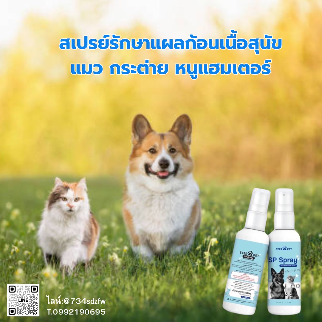 ชุดสุดคุ้ม 3 ขวด SP Spray เอสพี สเปรย์ สเปรย์สำหรับแผลก้อนเนื้อ สุนัข แมว กระต่าย หนูแฮมเตอร์ แผลก้อนมะเร็ง แผลสด แผลเรื้อรัง ป้องกันแผลติดเชื้อ สมานแผลแห้งไว ลดกลิ่นอับ